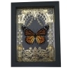 Monarch Butterfly Gold Foil Art Nouveau Garden Danaus Plexippus Female Framed Taxidermy
