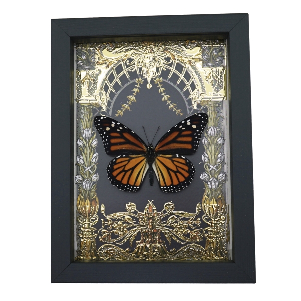 Monarch Butterfly Gold Foil Art Nouveau Garden Danaus Plexippus Female Framed Taxidermy