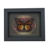 Real Framed Monarch Butterfly Gothic Red Gold Border Danaus plexippus Female Taxidermy Display