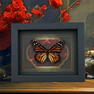 Real Framed Monarch Butterfly Gothic Red Gold Border Danaus plexippus Female Taxidermy Display