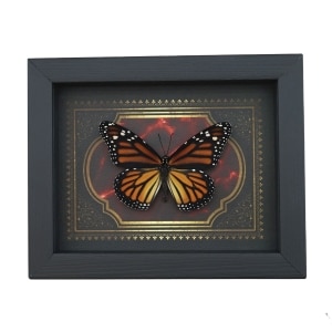 Real Framed Monarch Butterfly Gothic Red Gold Border Danaus plexippus Female Taxidermy Display