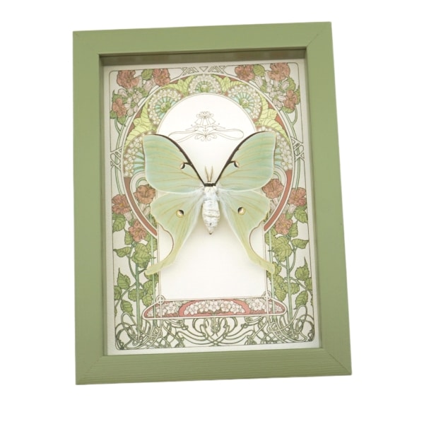 Real Luna Moth Art Nouveau Actias luna Female Framed Taxidermy Sage Green Display