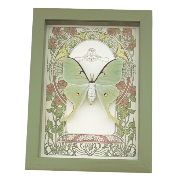 Real Luna Moth Art Nouveau Actias luna Female Framed Taxidermy Sage Green Display