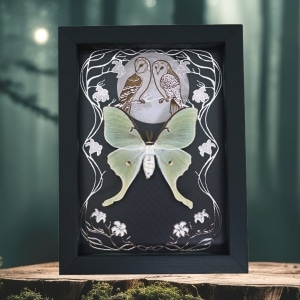 Real Framed Luna Moth Silver Foil Owls Moon Art Nouveau Actias luna Taxidermy Display