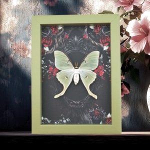 Framed Luna Moth Gothic Black Roses Actias luna Framed Taxidermy Sage Green