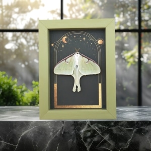 Real Luna Moth Gothic Sun Moon Stars Actias luna Resting Framed Taxidermy Sage Green Display