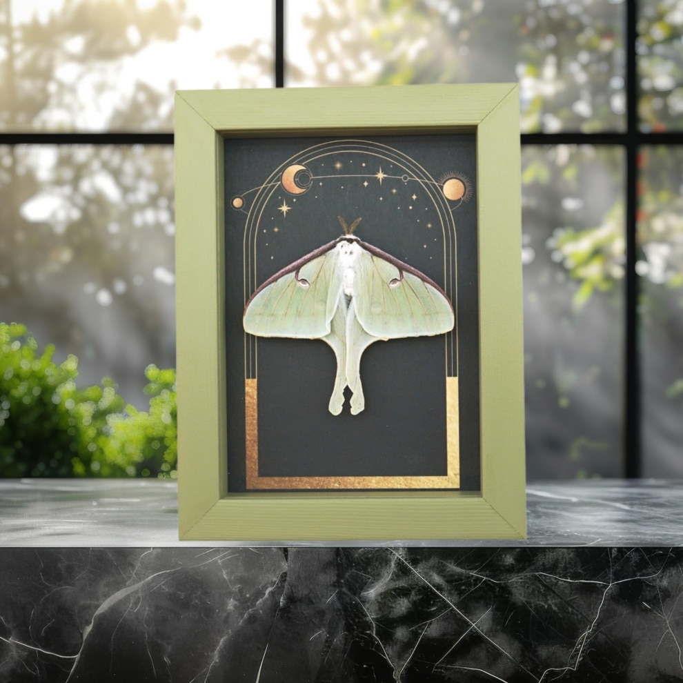 Real Luna Moth Gothic Sun Moon Stars Actias luna Resting Framed Taxidermy Sage Green Display Real Luna Moth Gothic Sun Moon Stars Actias luna Resting Framed Taxidermy Sage Green Display