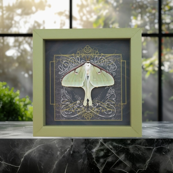 Real Framed Luna Moth Gothic Black Heart Actias luna Resting Taxidermy Sage Green Display