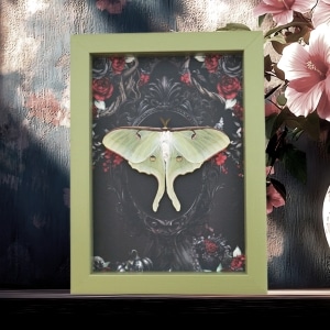 Framed Luna Moth Gothic Black Roses Actias luna Resting Framed Taxidermy Sage Green