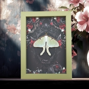 Framed Luna Moth Gothic Black Roses Actias luna Resting Framed Taxidermy Sage Green Display