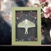 Real Luna Moth Gothic Black Roses Actias luna Resting Framed Taxidermy Sage Green Display