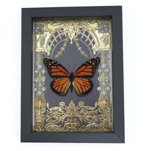 Monarch Butterfly Gold Foil Art Nouveau Garden Danaus Plexippus Male Framed Taxidermy
