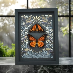 Framed Monarch Butterflies Gothic Ravens Danaus Plexippus Butterfly Set Taxidermy Display