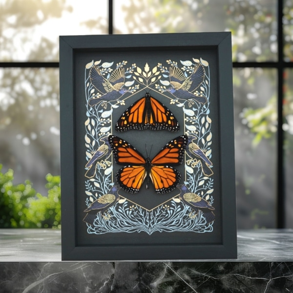 Framed Monarch Butterflies Gothic Ravens Danaus Plexippus Butterfly Set Taxidermy Display