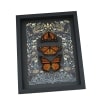Monarch Butterfly Collection Gothic Ravens Danaus Plexippus Xl Resting Butterflies Taxidermy Display
