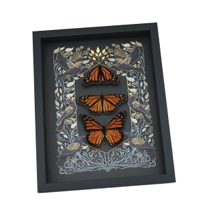 Monarch Butterfly Collection Gothic Ravens Danaus Plexippus Xl Resting Butterflies Taxidermy Display