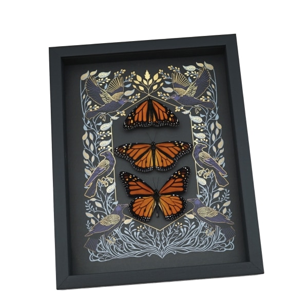 Monarch Butterfly Collection Gothic Ravens Danaus Plexippus Xl Resting Butterflies Taxidermy Display