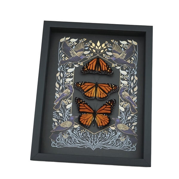 Monarch Butterfly Collection Gothic Ravens Danaus Plexippus Xl Resting Butterflies Taxidermy Display