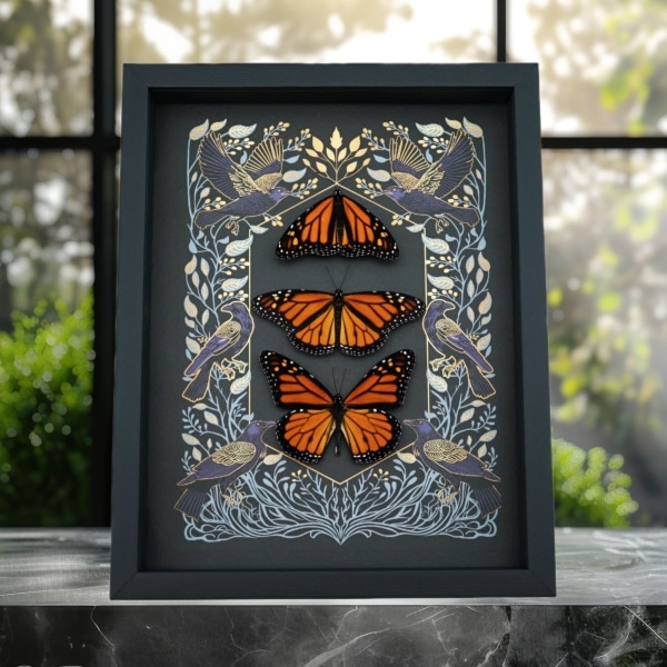 Monarch Butterfly Collection Gothic Ravens Danaus Plexippus Xl Resting Butterflies Taxidermy Display