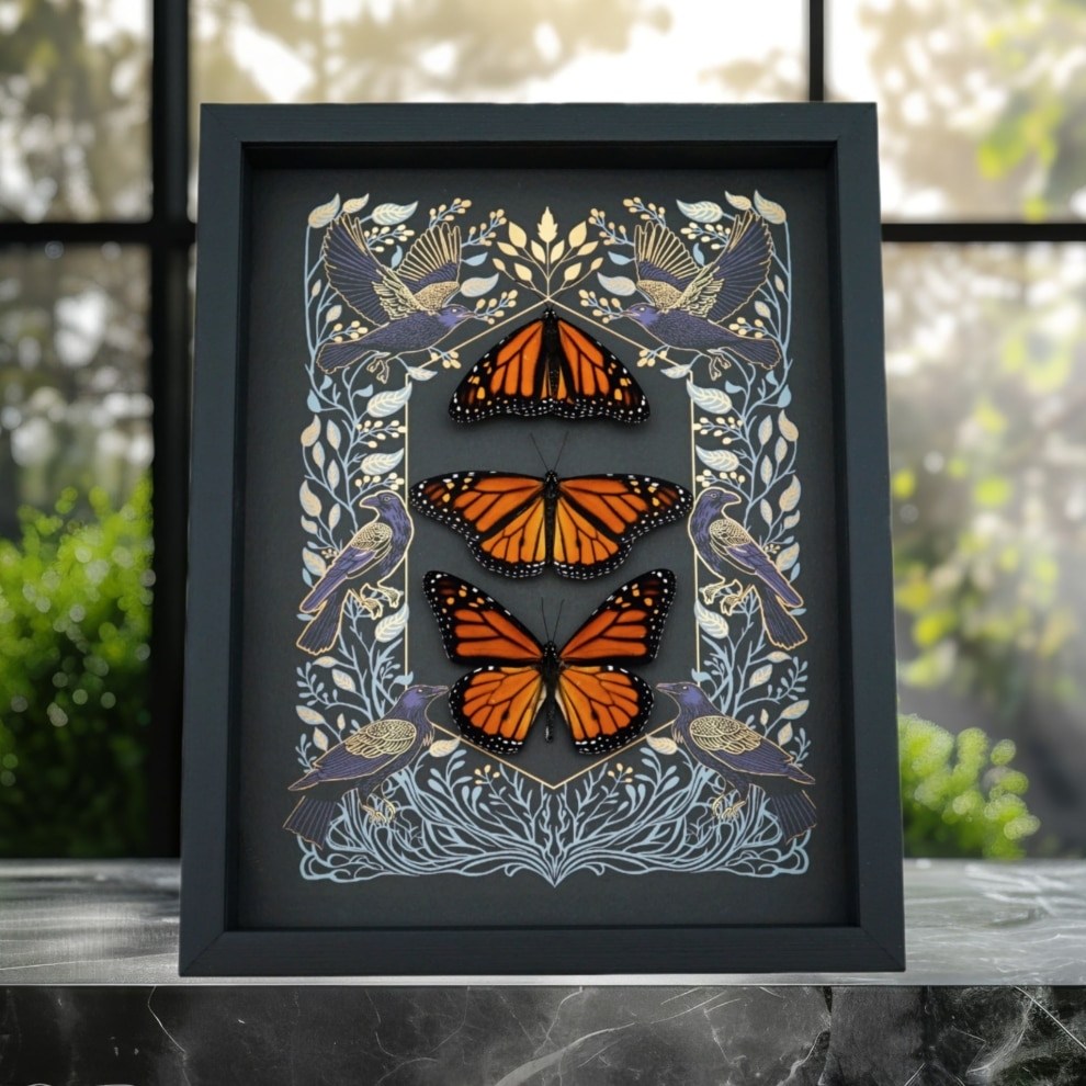Monarch Butterfly Collection Gothic Ravens Danaus Plexippus Xl Resting Butterflies Taxidermy Display Monarch Butterfly Collection Gothic Ravens Danaus Plexippus Xl Resting Butterflies Taxidermy Display