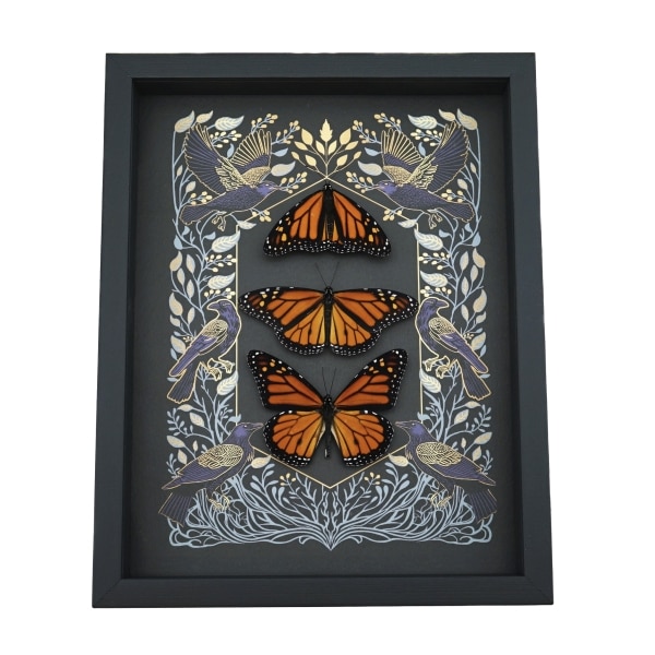 Monarch Butterfly Collection Gothic Ravens Danaus Plexippus Xl Resting Butterflies Taxidermy Display