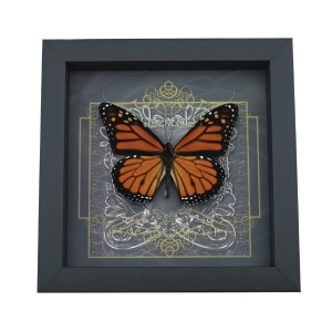 Danaus plexippus male Monarch Butterfly Gothic Black Heart Framed Taxidermy Display