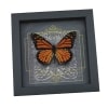 Danaus plexippus male Monarch Butterfly Gothic Black Heart Framed Taxidermy Display