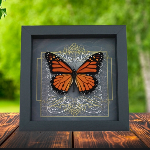 Danaus plexippus male Monarch Butterfly Gothic Black Heart Framed Taxidermy Display