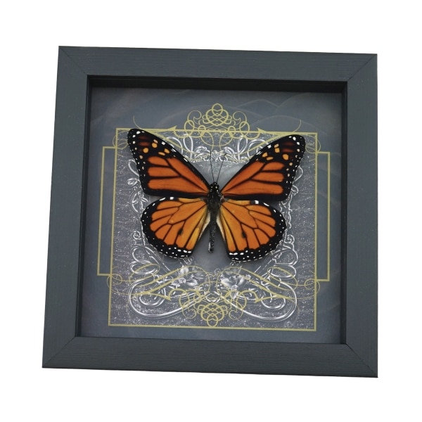 Danaus plexippus male Monarch Butterfly Gothic Black Heart Framed Taxidermy Display
