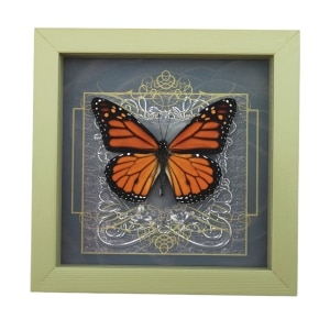 Danaus plexippus male Monarch Butterfly Gothic Black Heart Framed Taxidermy Sage Green Display