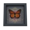 Danaus plexippus male Monarch Butterfly Gothic Red Heart Framed Taxidermy Display