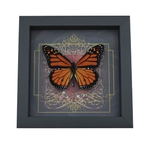 Danaus plexippus male Monarch Butterfly Gothic Red Heart Framed Taxidermy Display