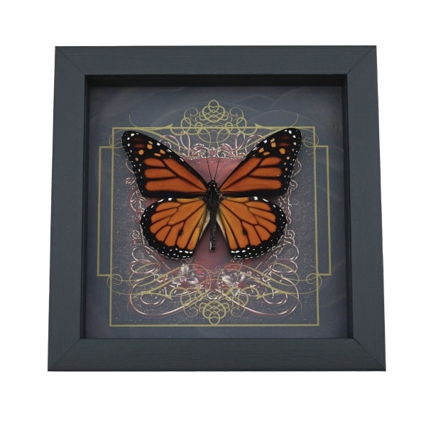 Danaus plexippus male Monarch Butterfly Gothic Red Heart Framed Taxidermy Display