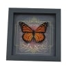 Danaus plexippus male Monarch Butterfly Gothic Red Heart Framed Taxidermy Display