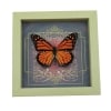 Danaus plexippus male Monarch Butterfly Gothic Red Heart Framed Taxidermy Sage Green Display