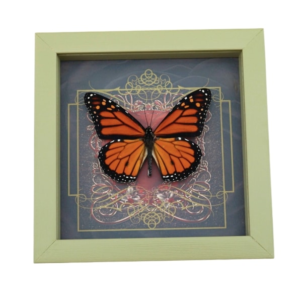 Danaus plexippus male Monarch Butterfly Gothic Red Heart Framed Taxidermy Sage Green Display
