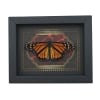 Real Monarch Butterfly Gothic Red Gold Border Danaus plexippus Male Resting Framed Taxidermy Display