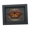 Real Monarch Butterfly Gothic Red Gold Border Danaus plexippus Male Resting Framed Taxidermy Display