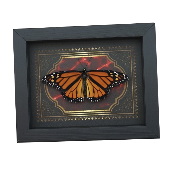 Real Monarch Butterfly Gothic Red Gold Border Danaus plexippus Male Resting Framed Taxidermy Display