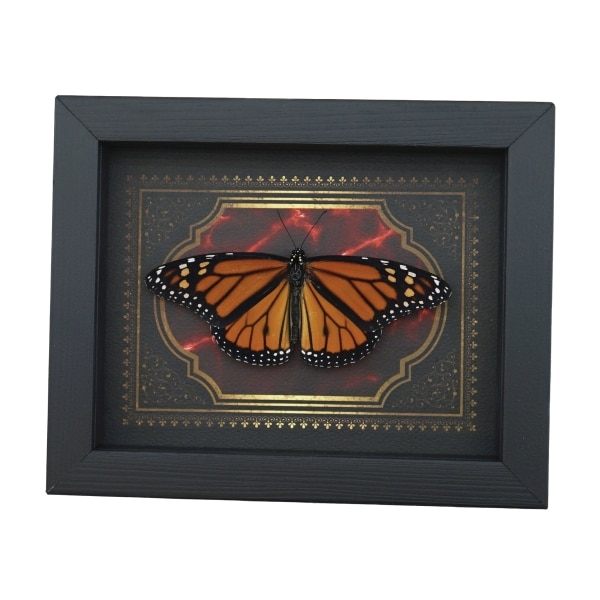 Real Monarch Butterfly Gothic Red Gold Border Danaus plexippus Male Resting Framed Taxidermy Display