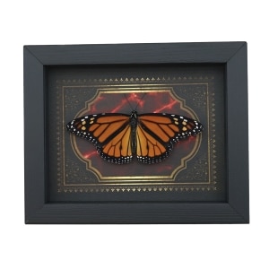 Real Monarch Butterfly Gothic Red Gold Border Danaus plexippus Male Resting Framed Taxidermy Display