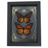 Monarch Butterfly Collection Gold Foil Victorian Danaus Plexippus Pair Framed Taxidermy