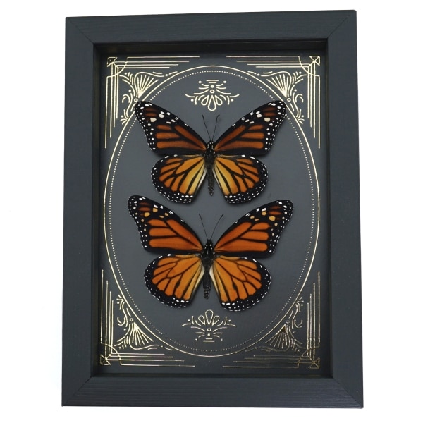 Monarch Butterfly Collection Gold Foil Victorian Danaus Plexippus Pair Framed Taxidermy