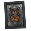 Monarch Butterfly Collection Gold Foil Victorian Danaus Plexippus Pair Framed Taxidermy