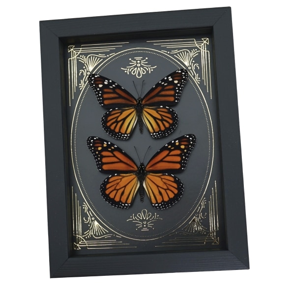 Monarch Butterfly Collection Gold Foil Victorian Danaus Plexippus Pair Framed Taxidermy