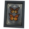Monarch Butterfly Collection Gold Foil Victorian Danaus Plexippus Pair Framed Taxidermy