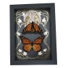 Monarch Butterfly Collection Gold Foil Owls Moon Art Nouveau Danaus Plexippus Pair Framed Taxidermy