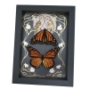 Monarch Butterfly Collection Gold Foil Owls Moon Art Nouveau Danaus Plexippus Pair Framed Taxidermy