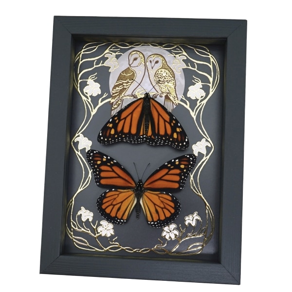 Monarch Butterfly Collection Gold Foil Owls Moon Art Nouveau Danaus Plexippus Pair Framed Taxidermy