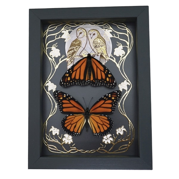 Monarch Butterfly Collection Gold Foil Owls Moon Art Nouveau Danaus Plexippus Pair Framed Taxidermy